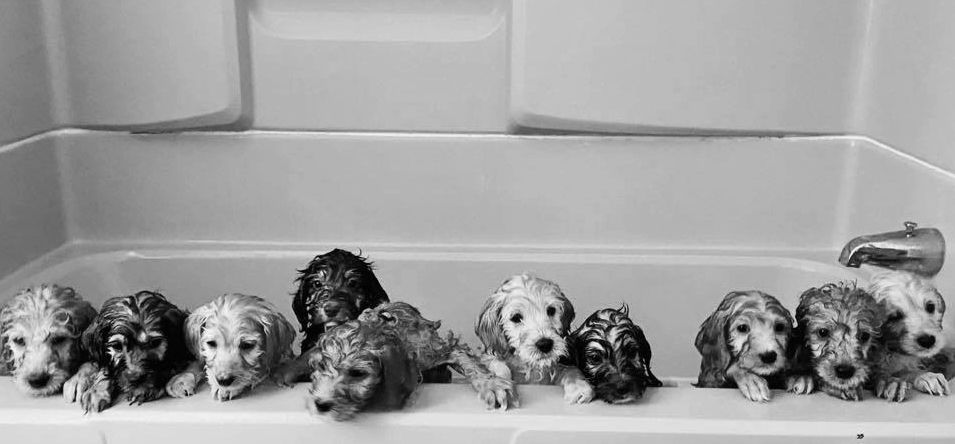 black and white photo of ten puppies in a bathtub
