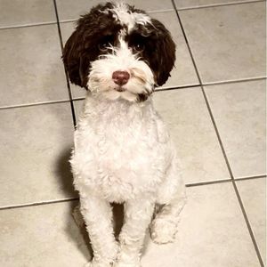A white and brown labradoodle
