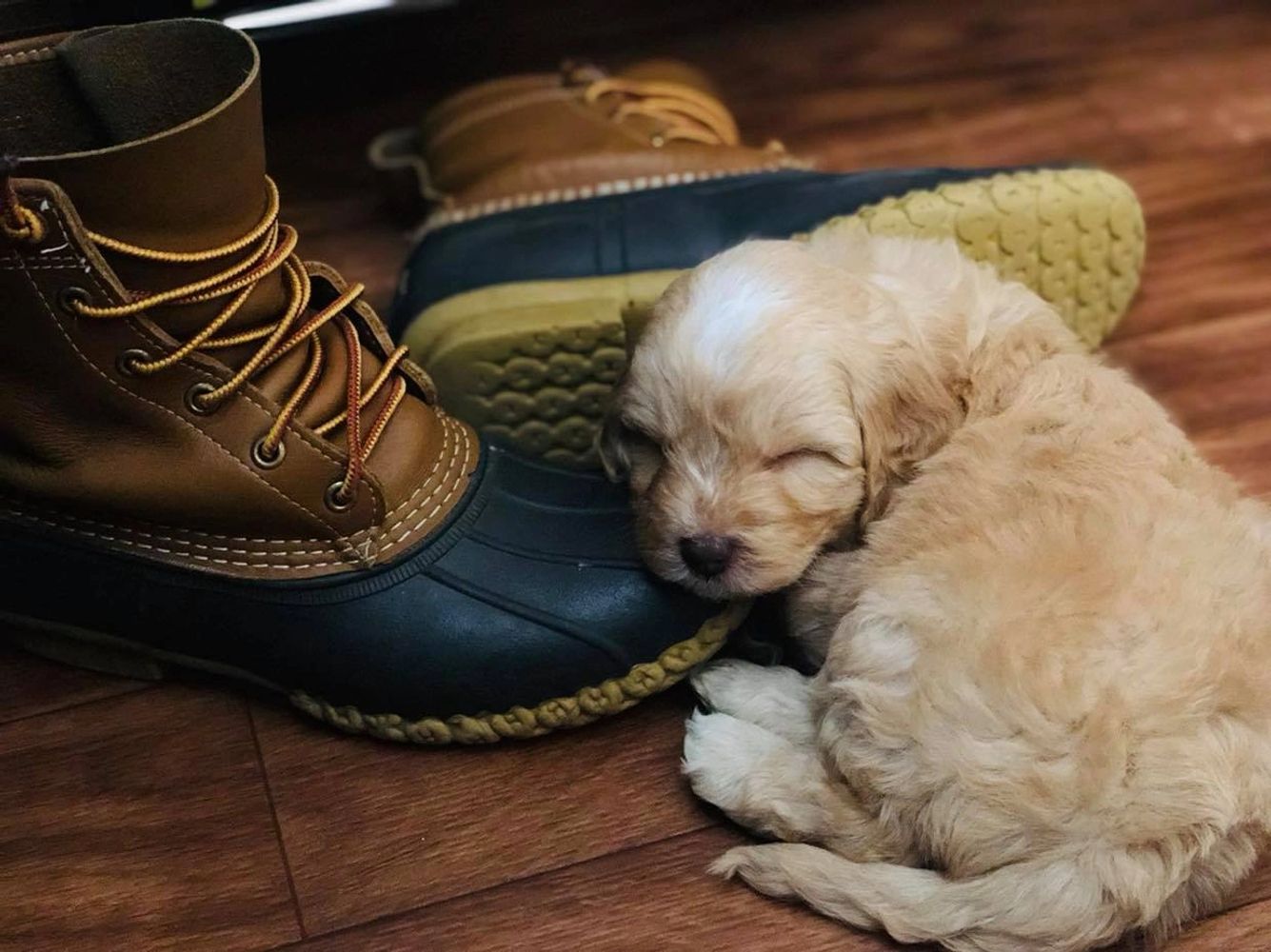An Australian labradoodle with the shoes