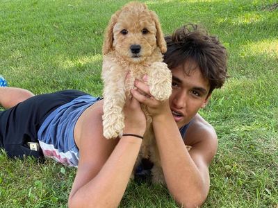 A young boy holding his Australian labradoodle puppy