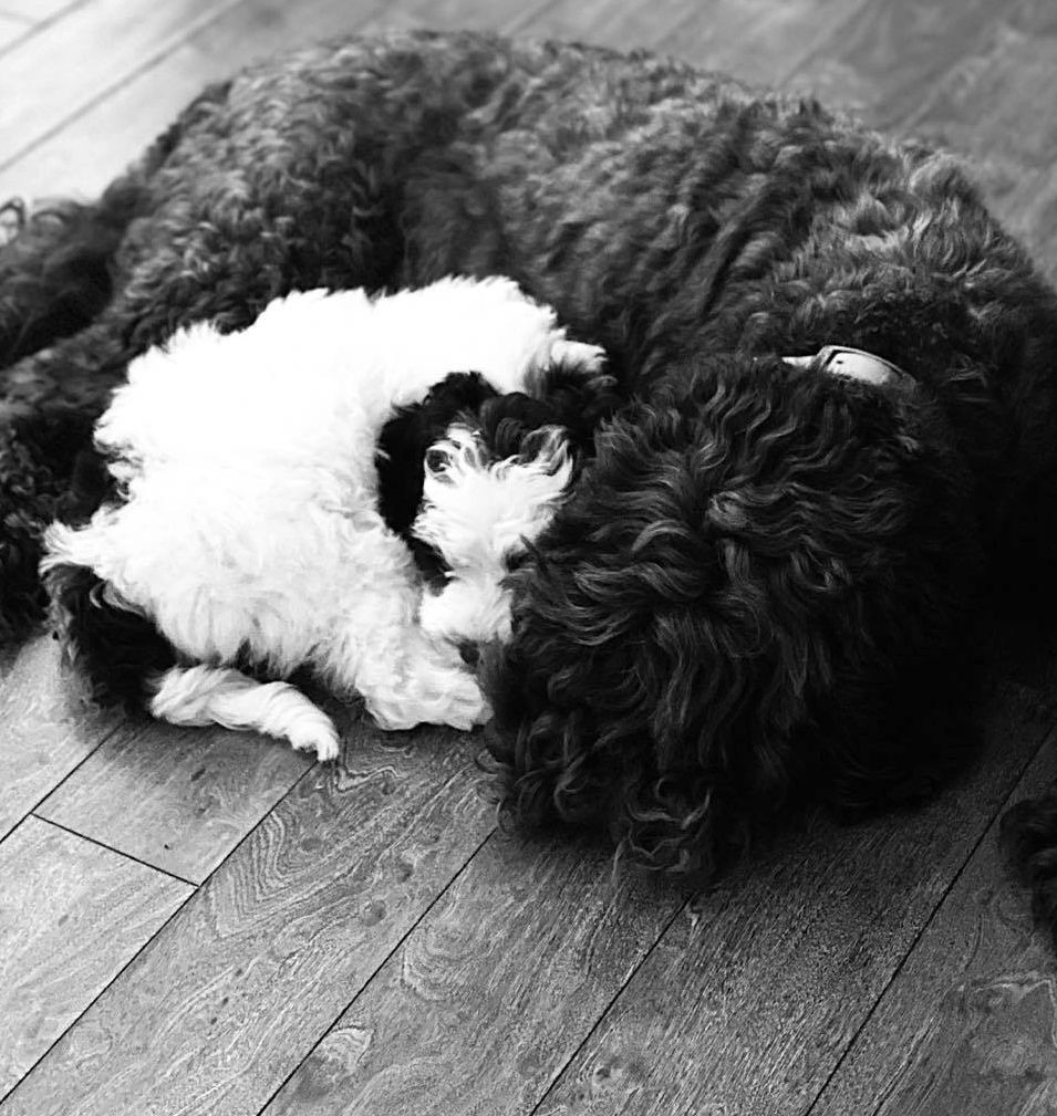 Two Australian Labradoodles Cuddled Up on the Floor