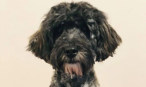 An Australian labradoodle