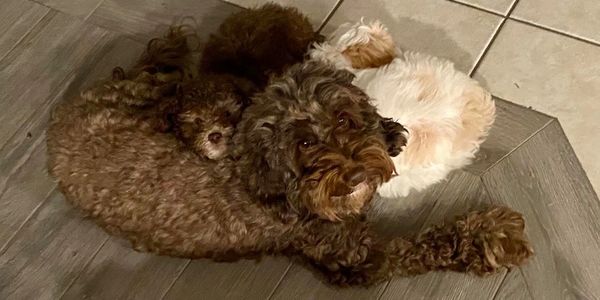 Three Australian labradoodles on the floor
