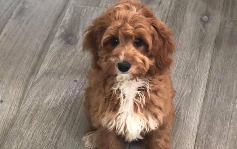 A brown and white Australian labradoodle