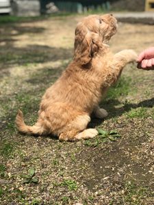 An Australian labradoodle being trained