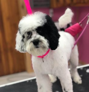 An Australian labradoodle being groomed
