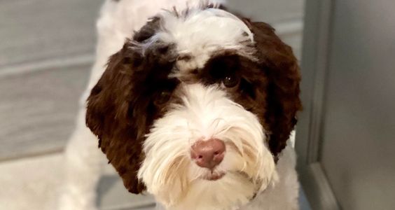 A white and brown Australian labradoodle standing by the doorway