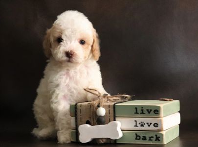 An Australian labradoodle and three blocks that say "live", "love", and "bark"