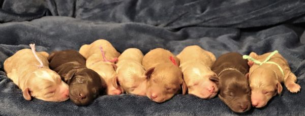 Eight sleeping puppies