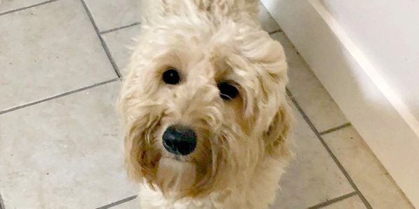 A white Australian labradoodle wagging its tail