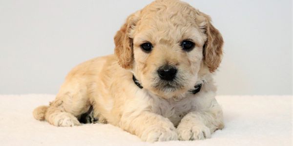 An Australian labradoodle puppy