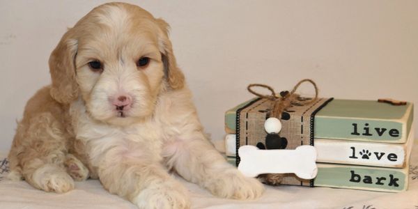 A labradoodle puppy posing for photos