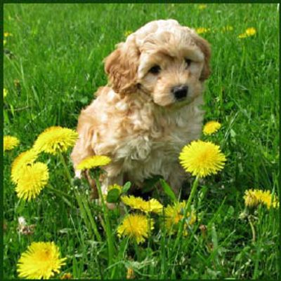 Australian labradoodle surrounded by yellow flowers
