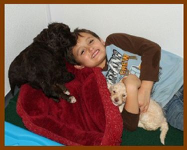 Log Cabin Labradoodles