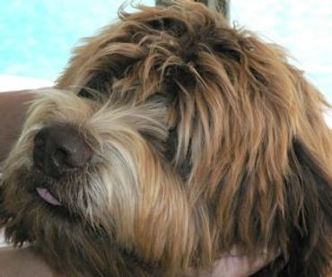 Log Cabin Labradoodles