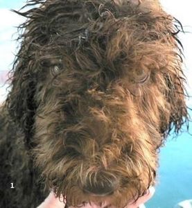 A labradoodle after grooming