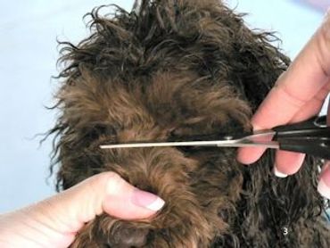 A dark brown labradoodle