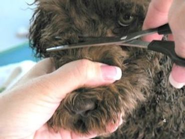 A dark brown labradoodle being trimmed
