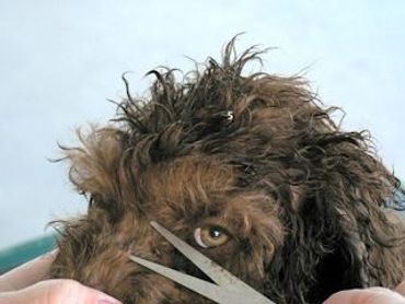 A labradoodle being trimmed near the eyes