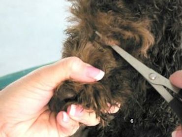 A dark brown labradoodle being groomed