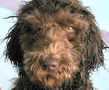 A groomed labradoodle