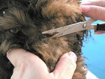 A well-groomed labradoodle