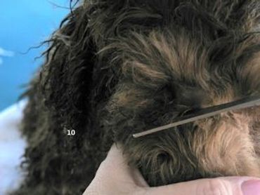 A labradoodle being trimmed near the eyes