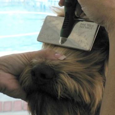 A labradoodle being brushed