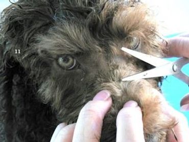 Log Cabin Labradoodles