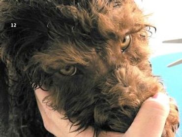 After grooming a labradoodle