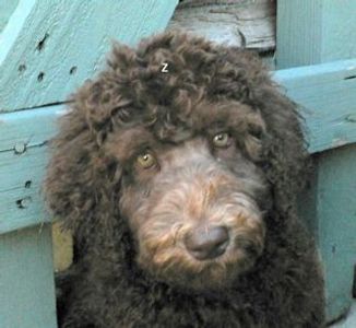 A labradoodle between fences