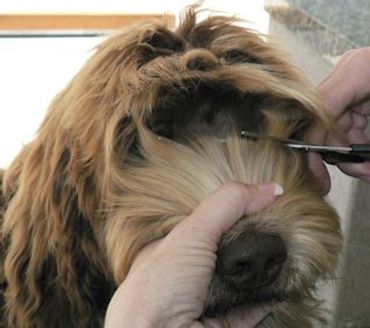 A labradoodle being groomed