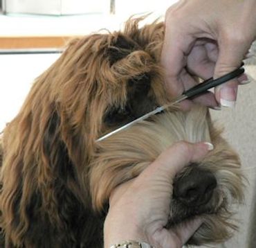 A labradoodle being trimmed