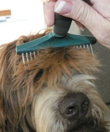 Brushing the hair of a labradoodle