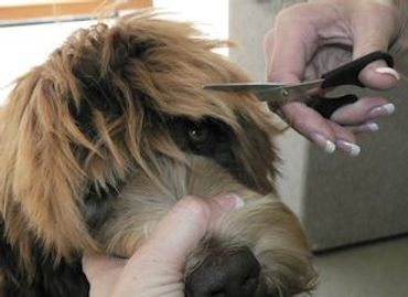 Trimming a labradoodle
