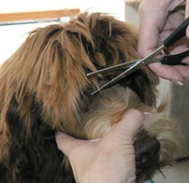 Trimming the hair of a labradoodle