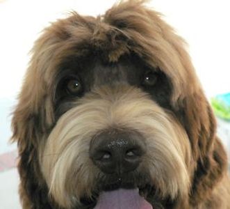 A labradoodle with his tongue out