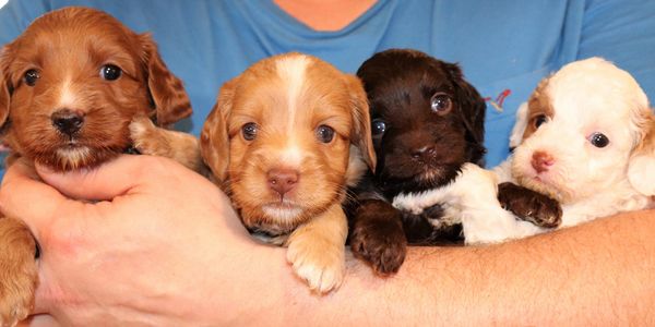 A person holding four puppies