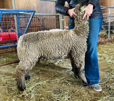 Yearling Ewes available