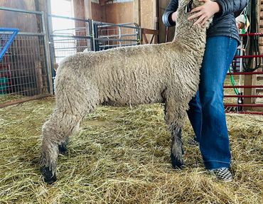 Yearling Ewes available