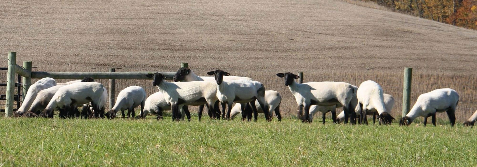 Show lambs hanging out