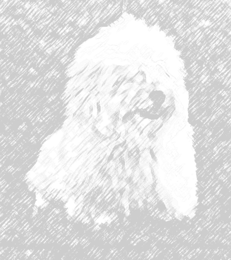 image497