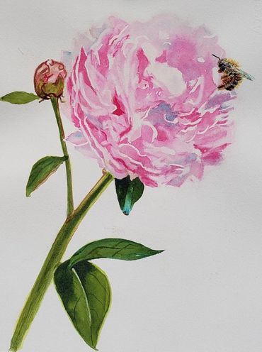 Bee My Peony
15 X 22
$125.00 - Watercolor -Available