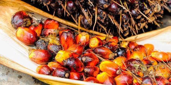 Globe Trade International Palm Oil Malaysia