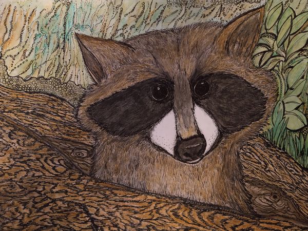 Raccoon in downed tree