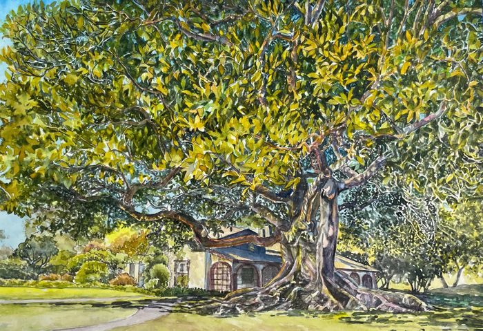 Watercolor of an immense tree at Rancho Alamitos. Colors are dominantly green and yellow green
