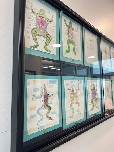 Framed frog anatomy diagrams displayed in a hallway.