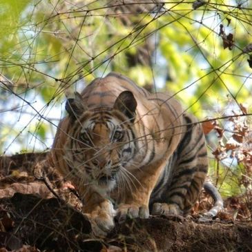 Bespoke Custom India Tour