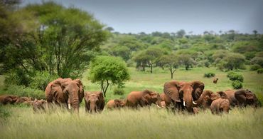 African Elephants