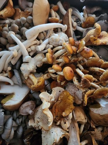 Adams Mushrooms